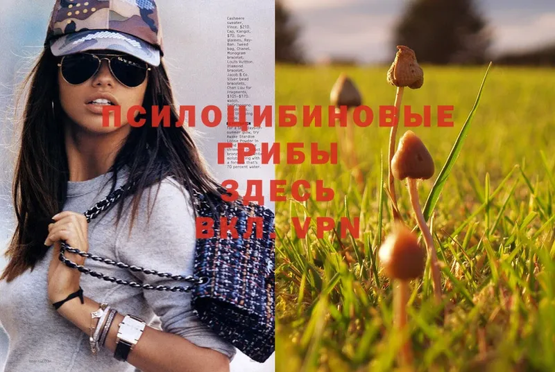 сколько стоит  Оса  Галлюциногенные грибы Psilocybe 